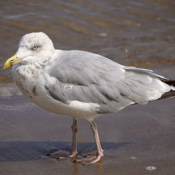 the BIRD